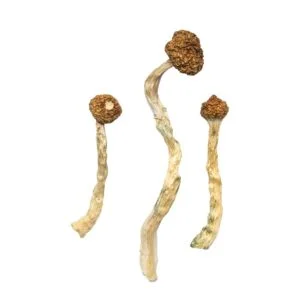 Pilze aus dem Vulkan Arenal