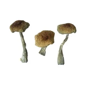 Psilocybe Aztecorum Zauberpilz