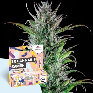 3g Hanfsamen Autoflowering